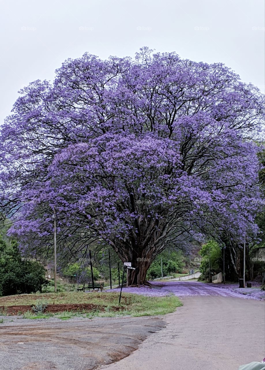 Lilac tree