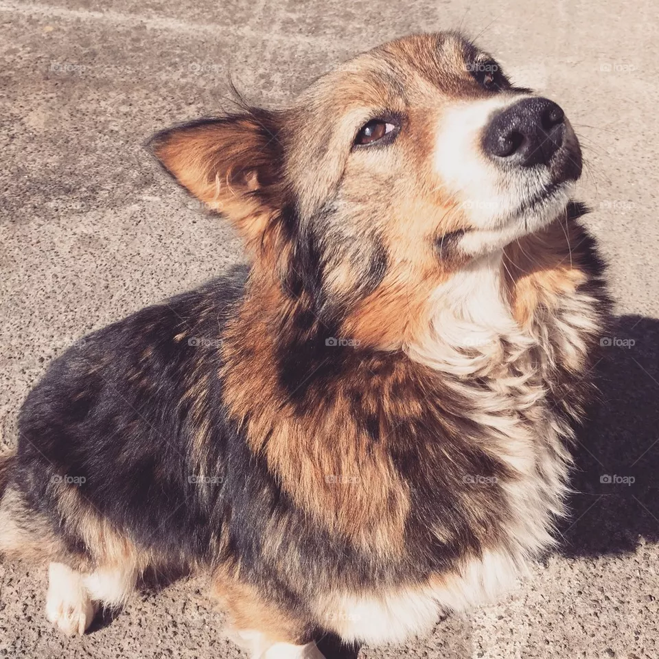 Dog