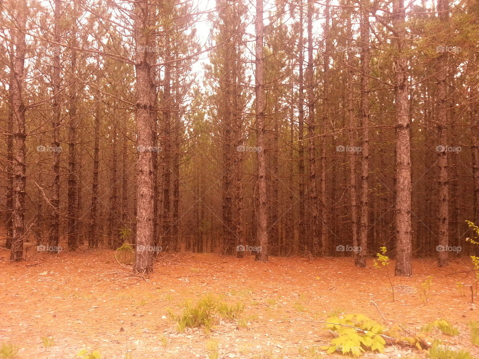 Local Evergreen Forest. on a short drive outside Elliot Lake 