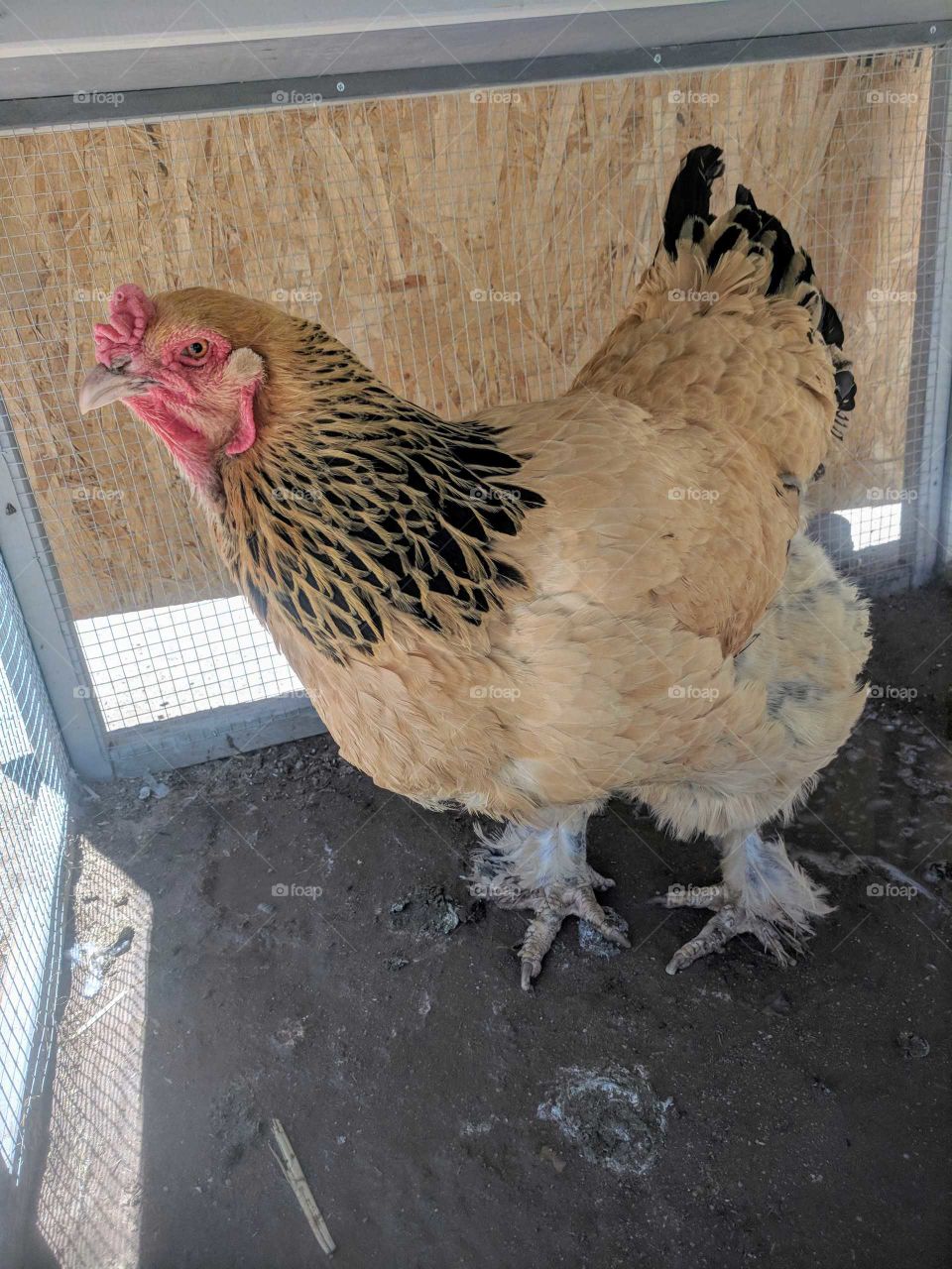 Hi, Miss Chicken!