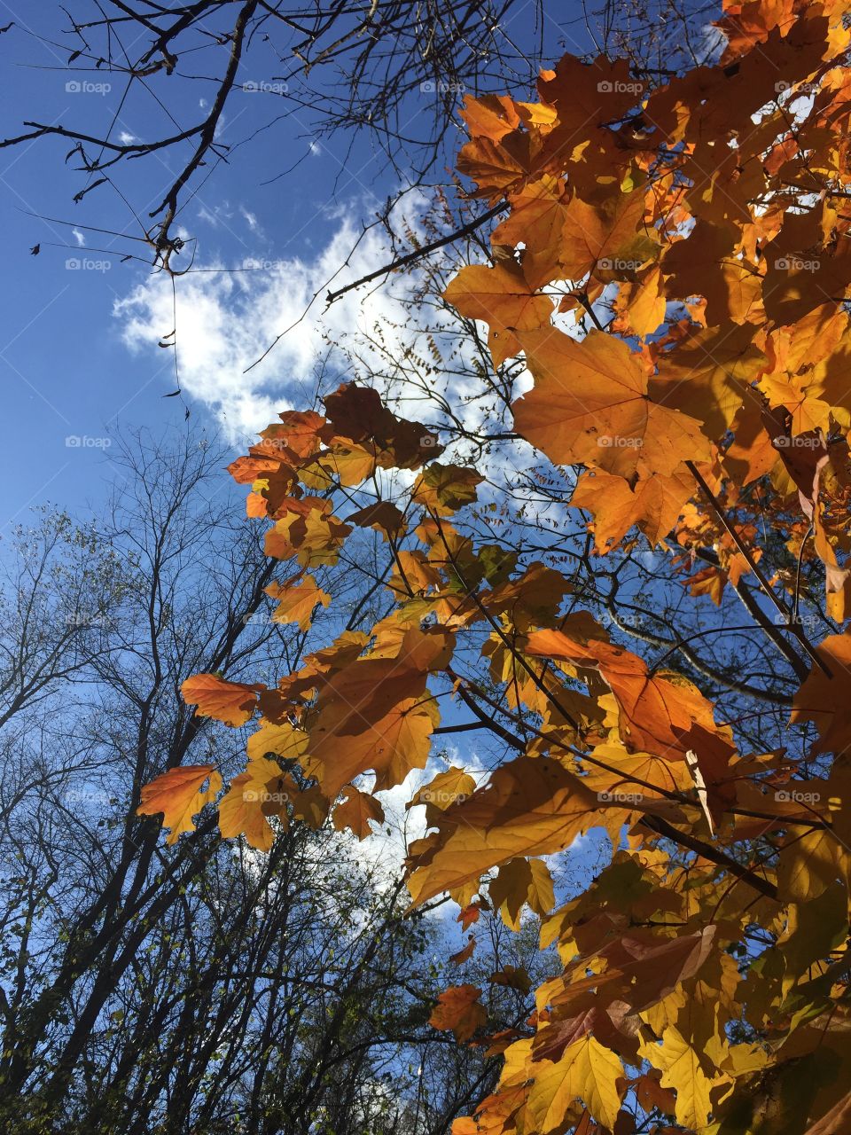 Low angle view of maple tree
