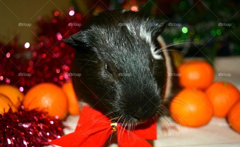 Portrait of guinea pig