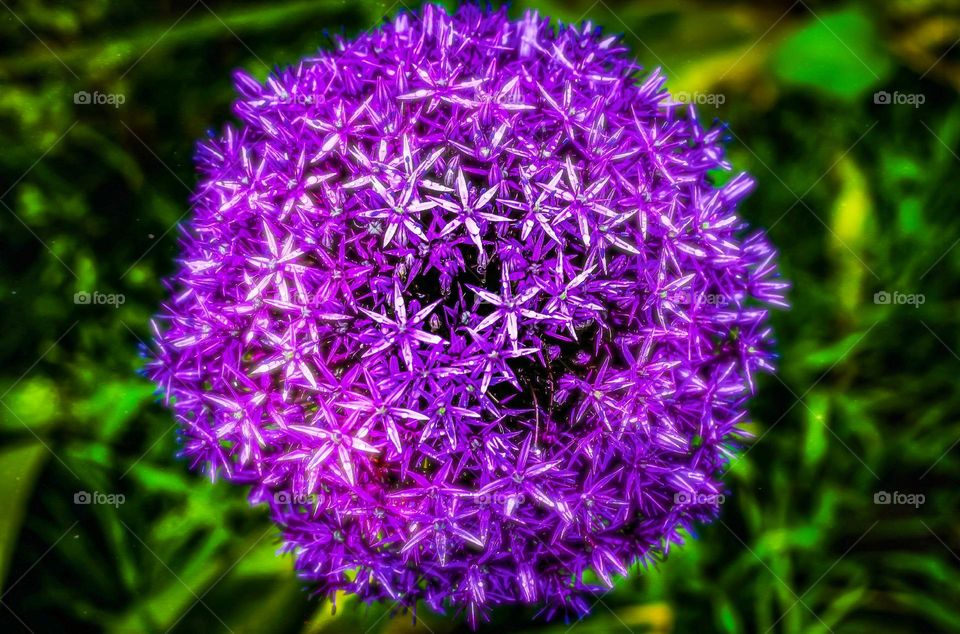 Purple flower