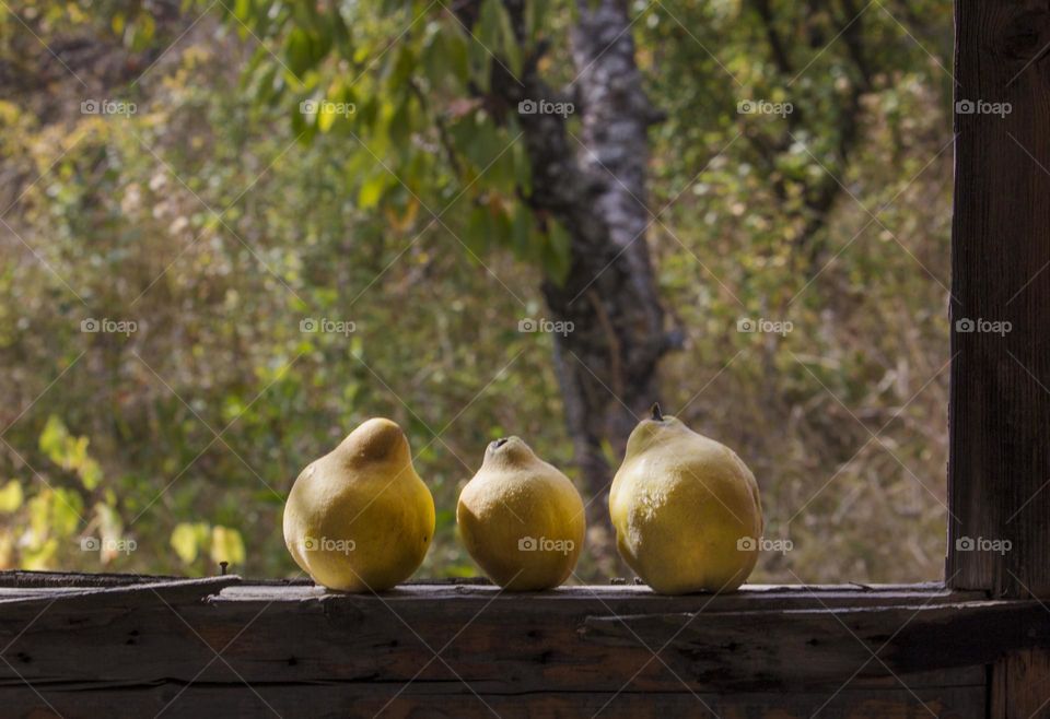 Three quinces on the sill of the country house
