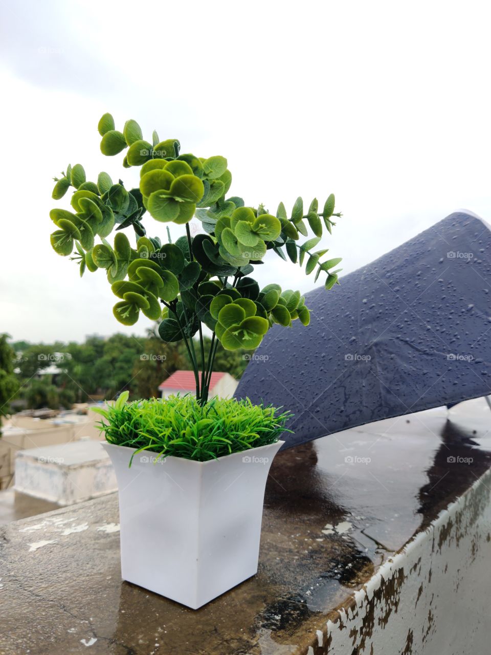 Rainy day
plant and umbrella in the rainy season