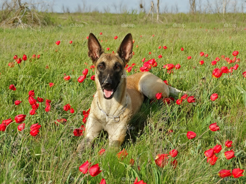 Dog and spring tulips