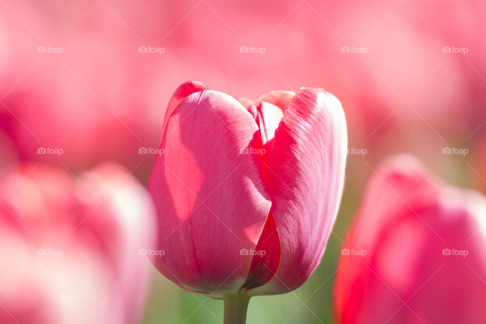 field pink flower lilly by skeenan