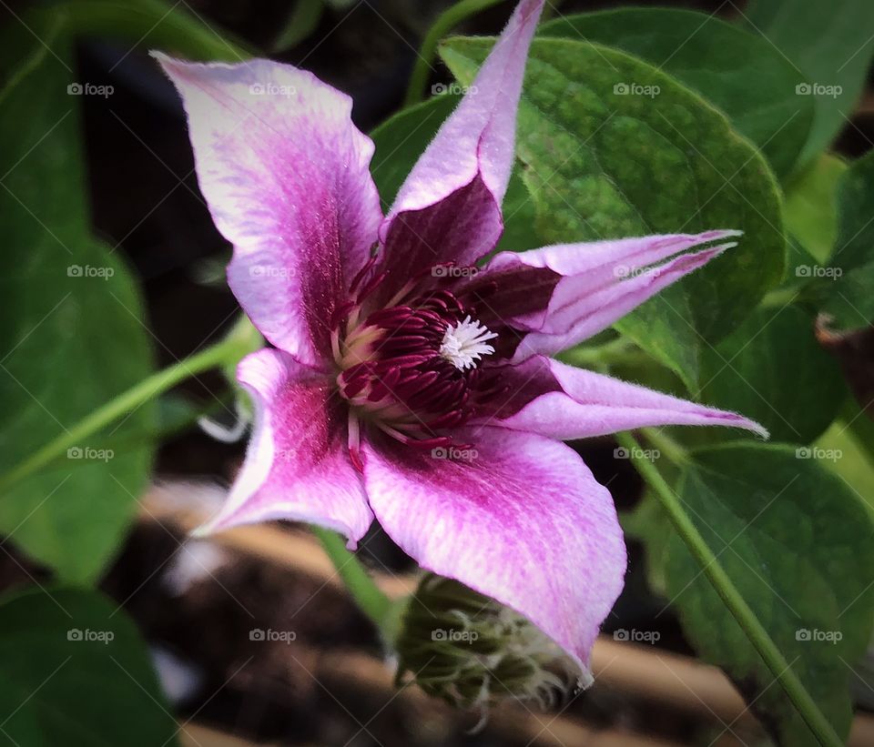 Pink clematis