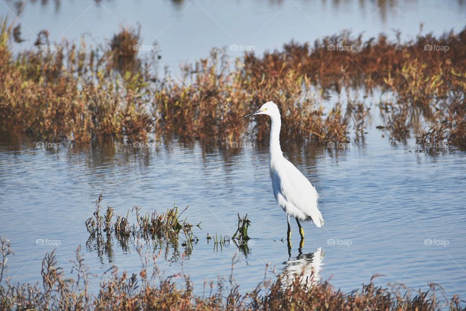 Snowy Egret