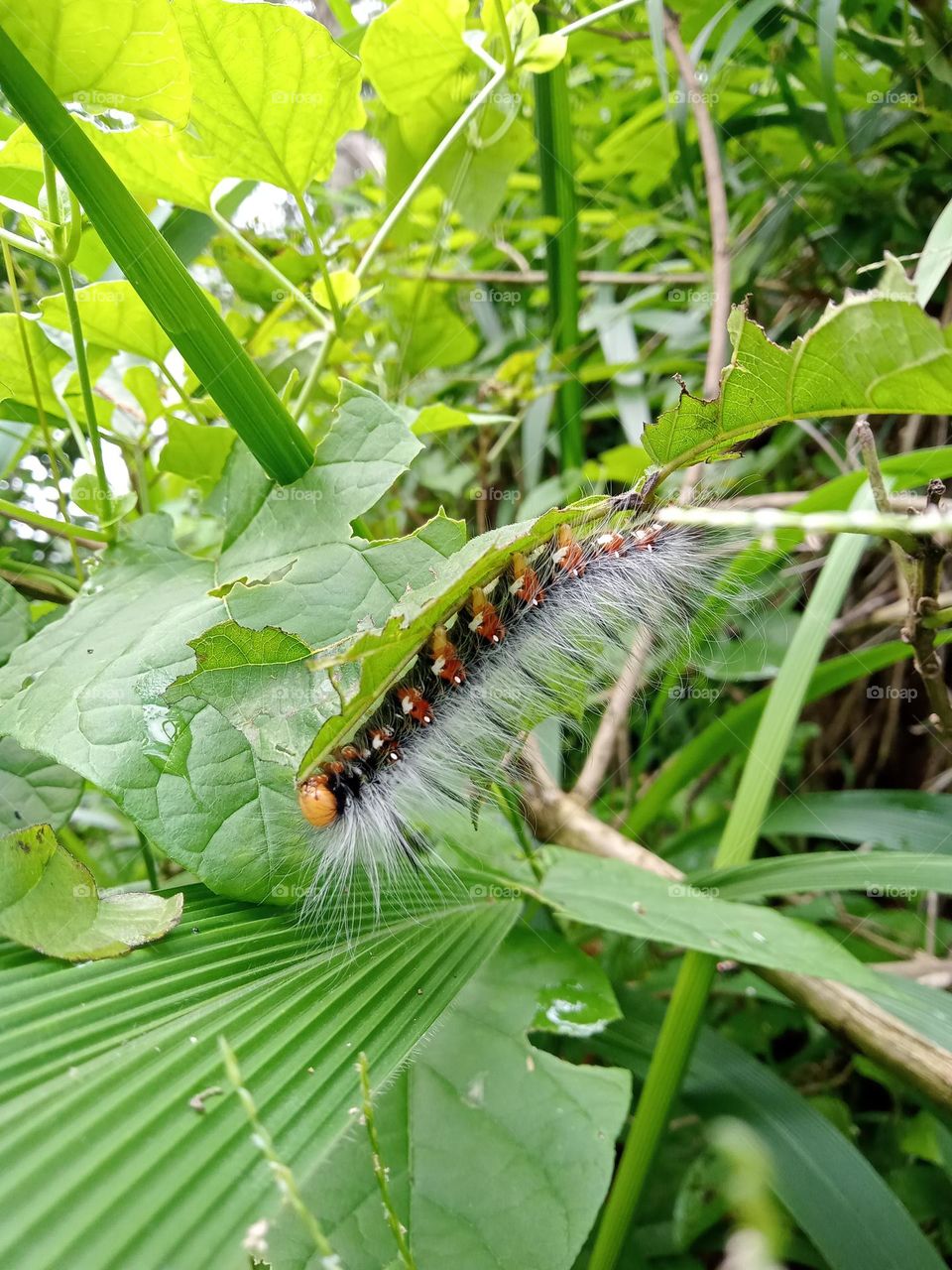 Caterpillar in its natural habitat.