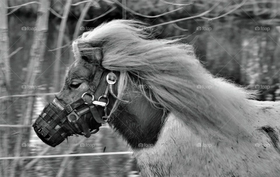 black and white picture with running horse at high speed with its manes waving in the wind