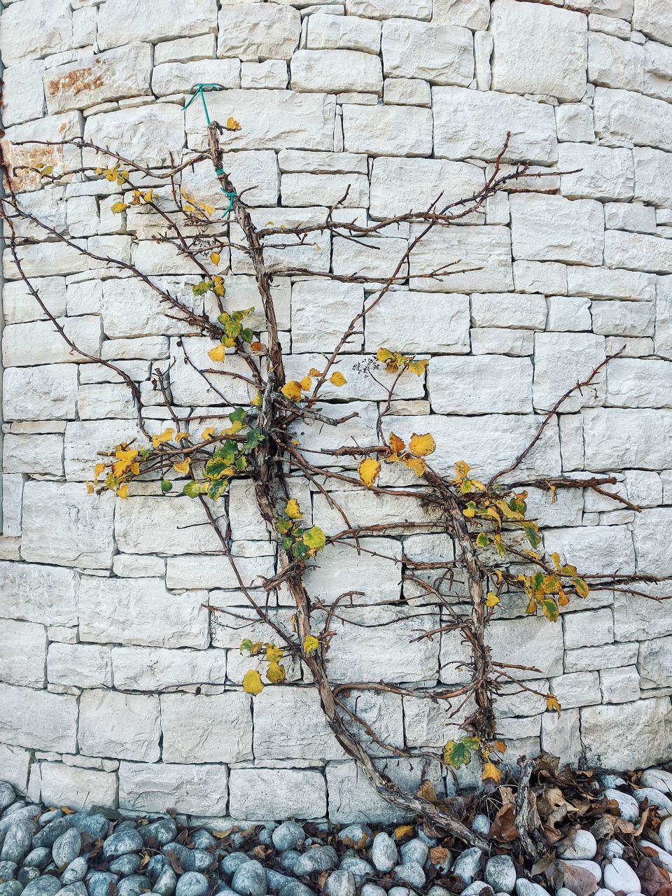 Beautiful background of the white wall with autumn colorful leaves.