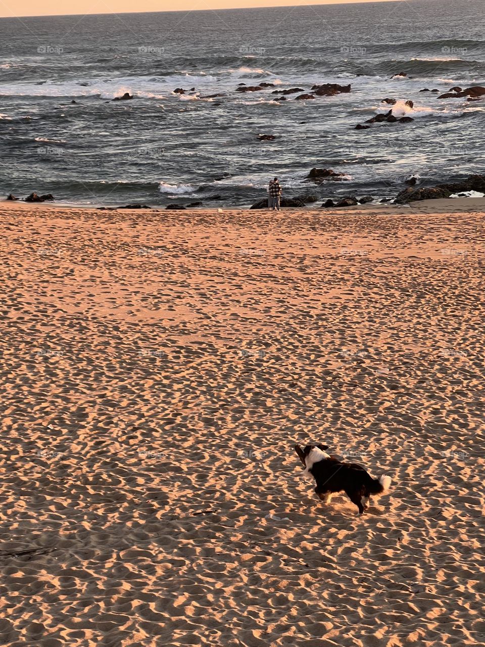 Dog on the beach