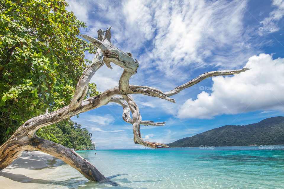 Tree at koh lipe seaside