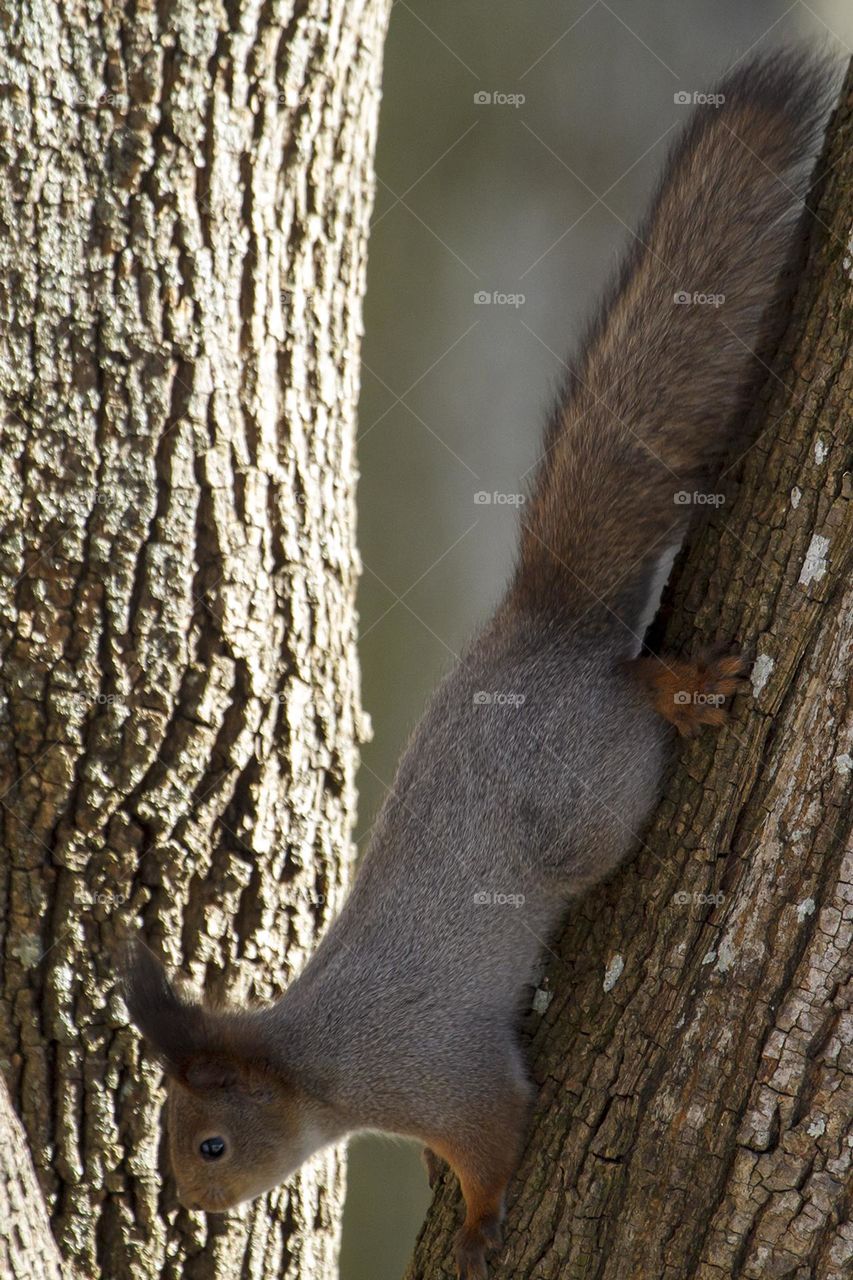 Squirrel