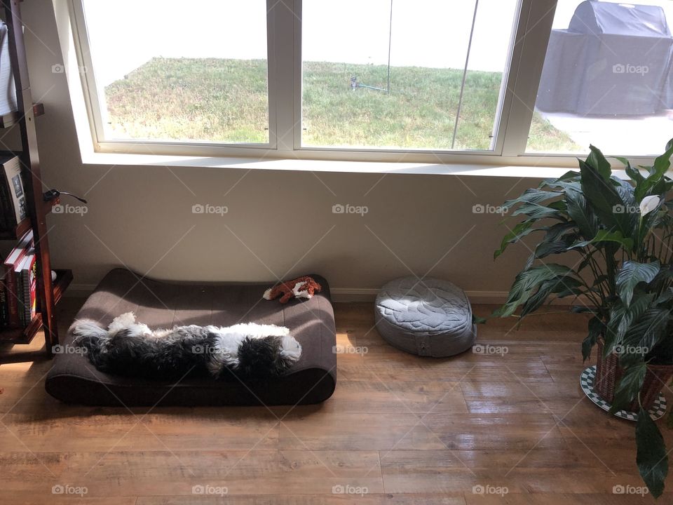 Dog relaxing in the sun