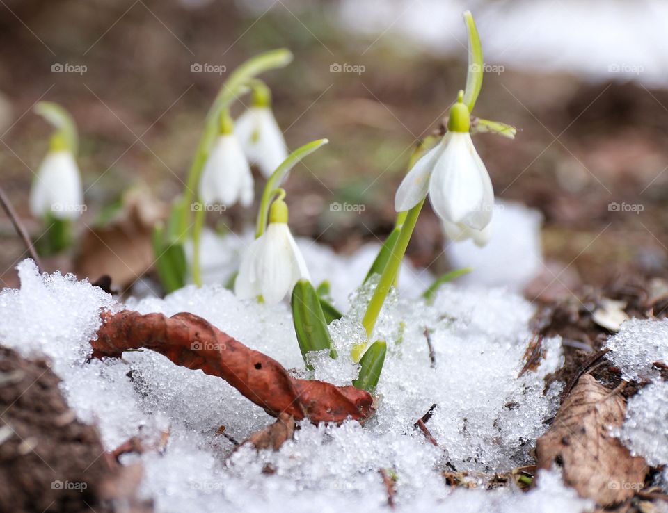 Snowdrops 