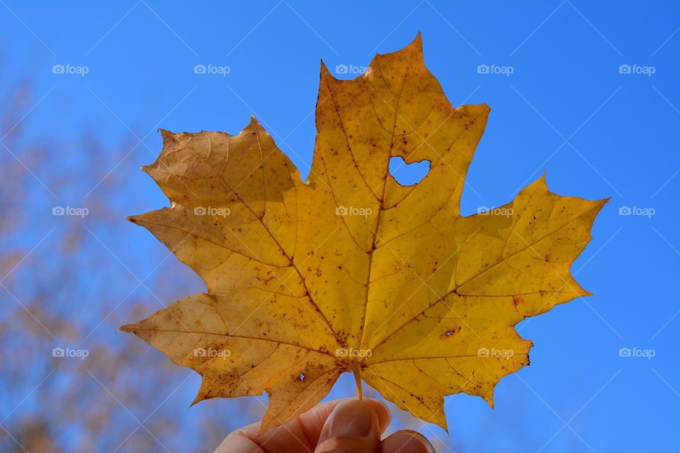 yellow leaf with heart in the hand blue sky background, lifestyle