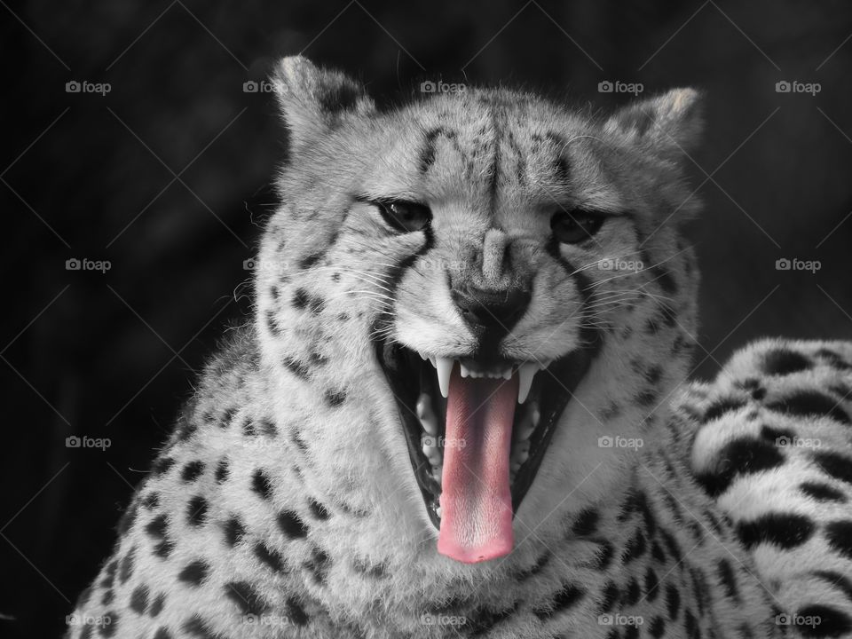 Cheetah roaring, revealing its pink tongue.