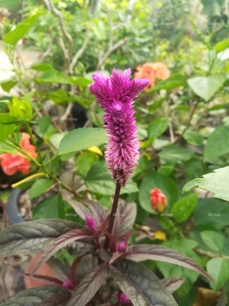 Cockscomb, Celosia Cristata Flower purpel color
