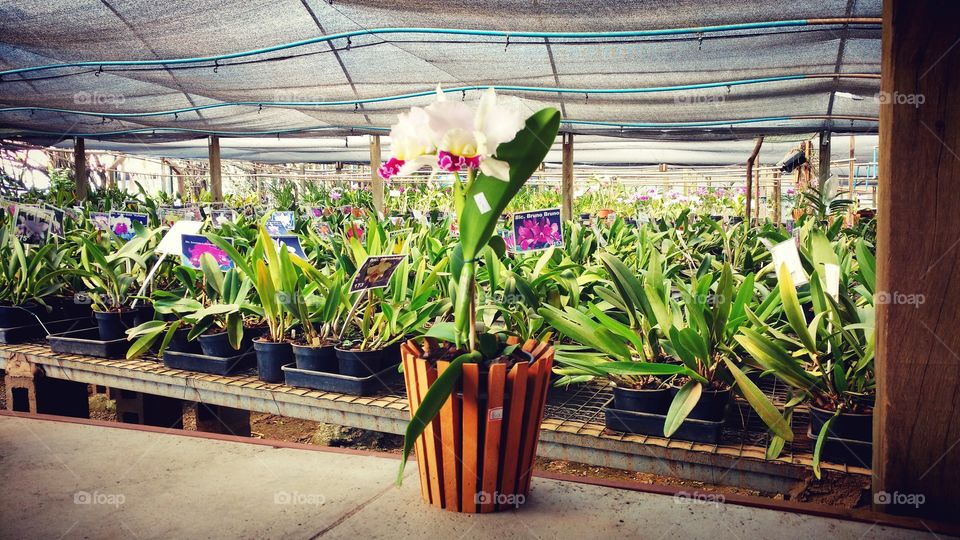 Um orquidário muito grande com plantas selecionadas para o comércio.