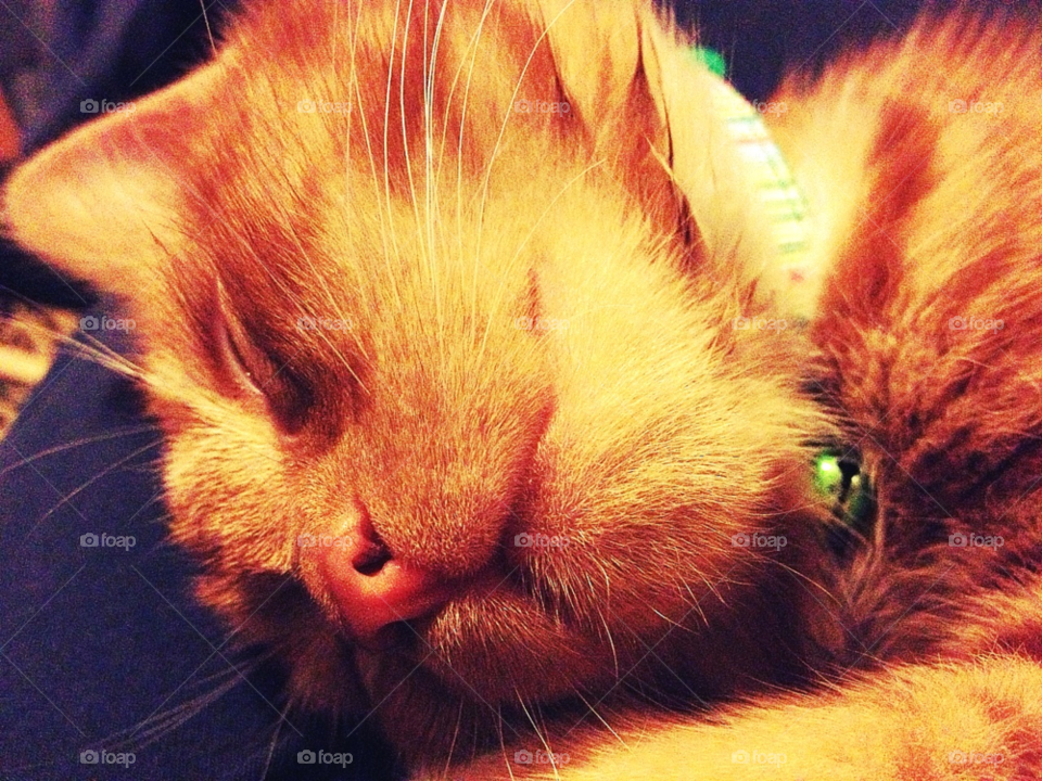 stoke on trent. uk orange cat sleeping by all_things_art