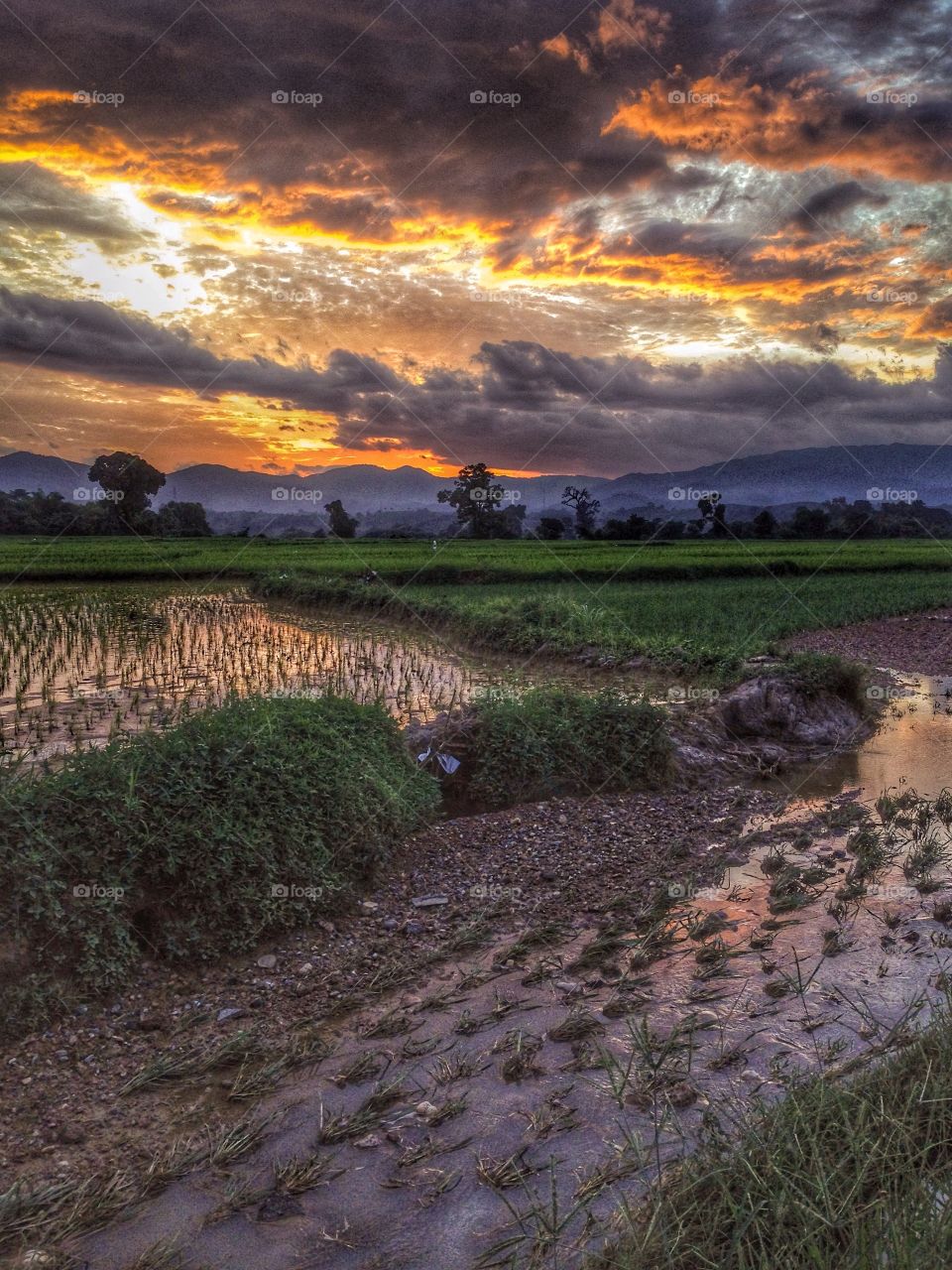 Sunset rice field 