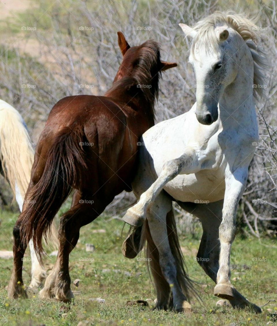 Two Wild Stallions Sparring in Spring