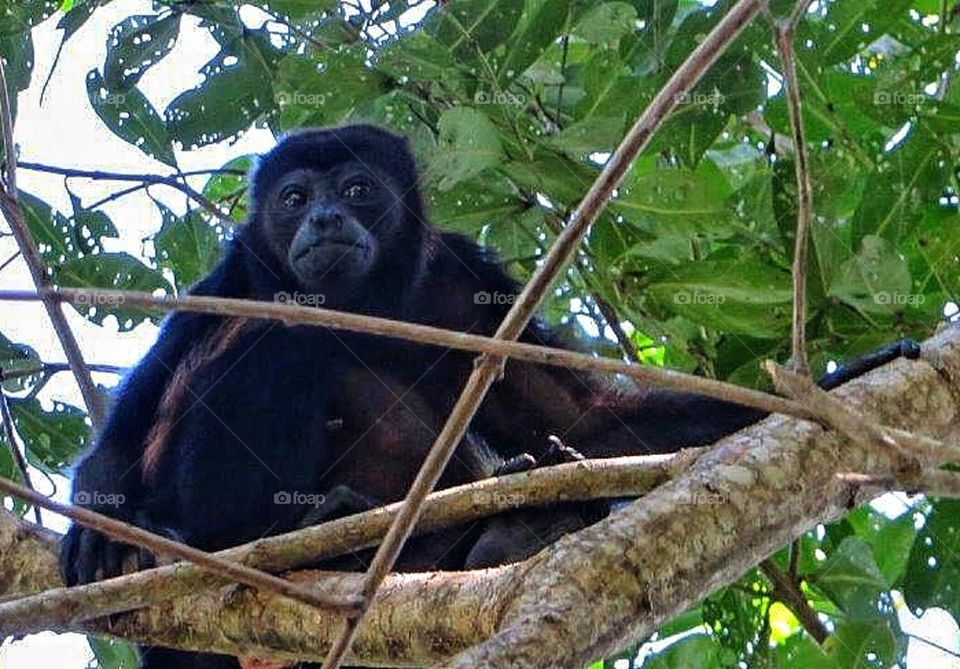 Howler monkey