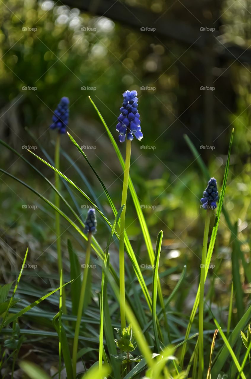 Evening sunlight