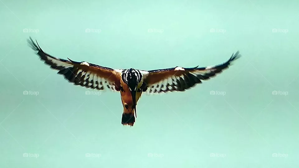 libre
