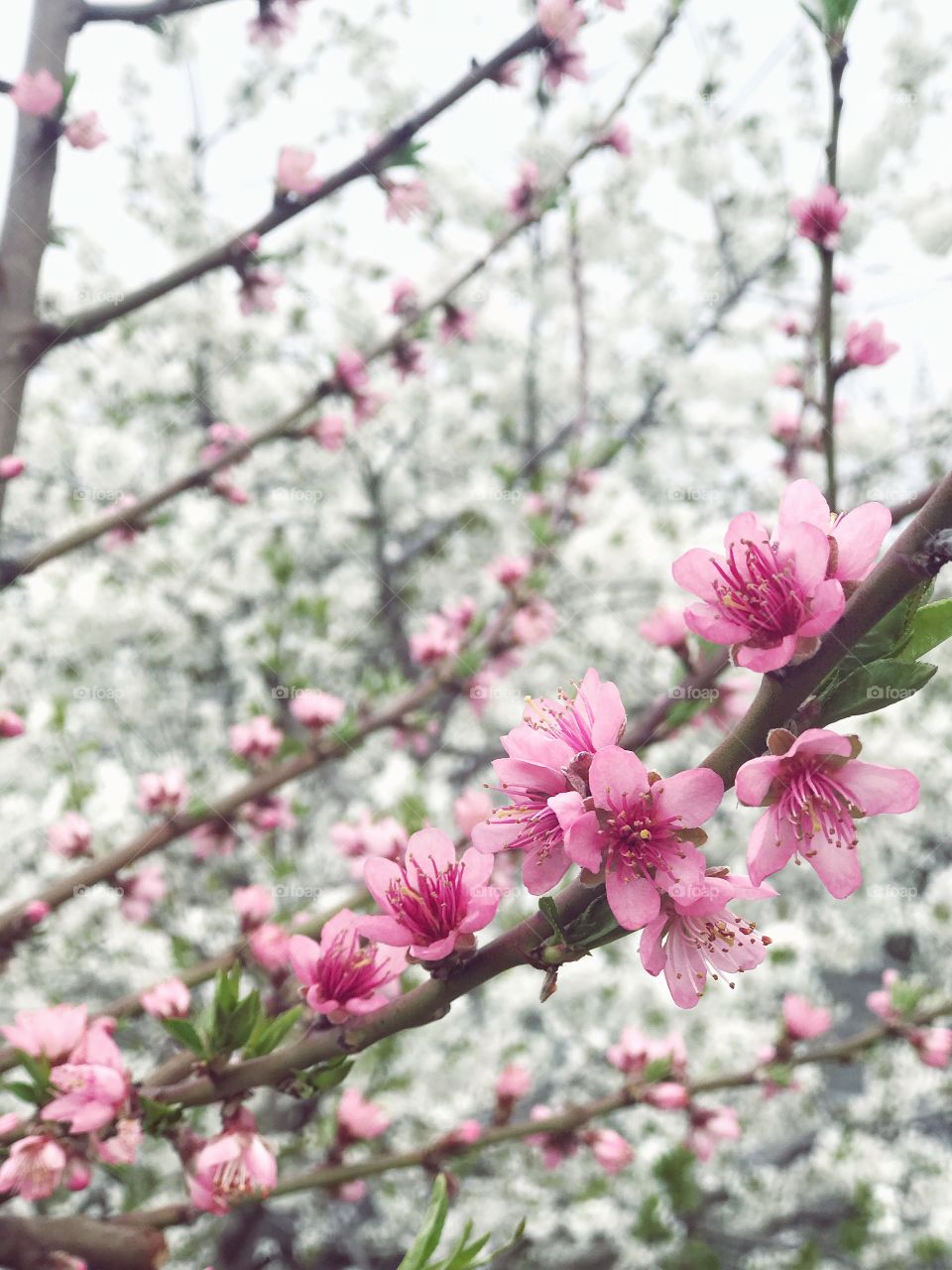 Spring time. Blossom