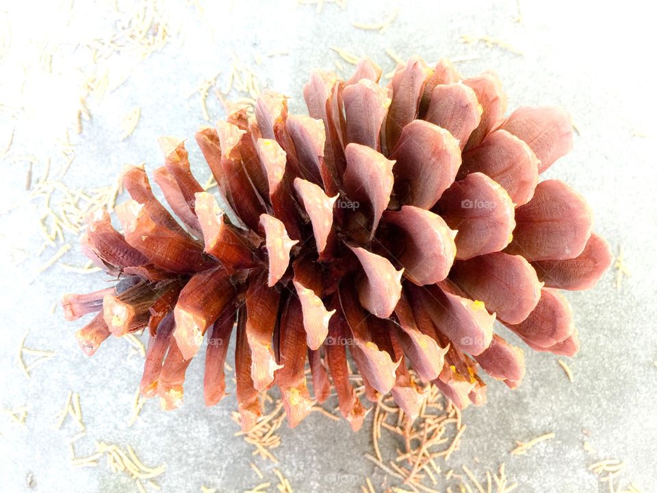 pine cone 