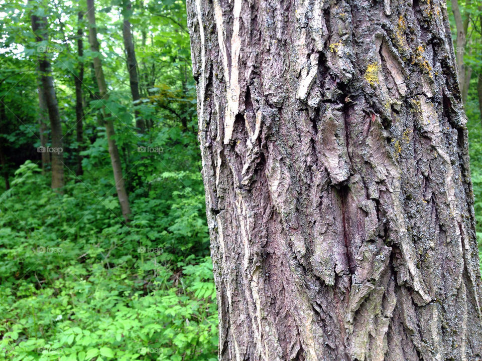 A TREE WITH HEAVY BARK IN A WOOD