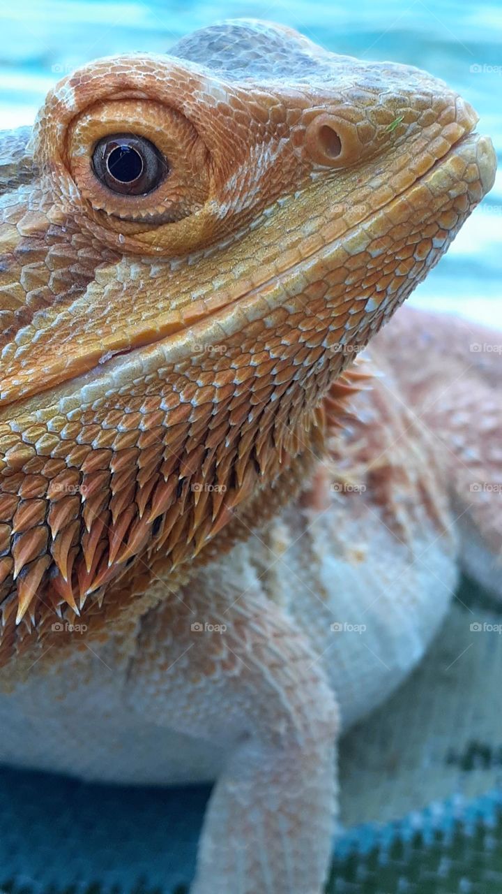 Legend the Bearded Dragon