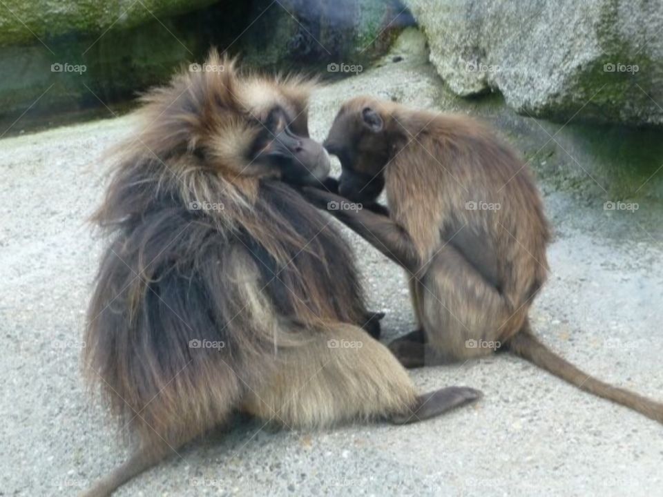 Lazy monkeys at the zoo playing 