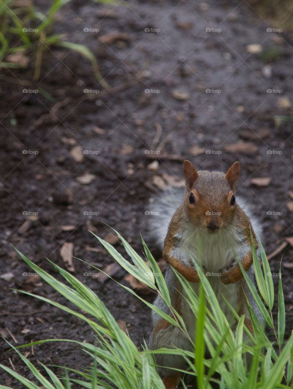 animal squirrel cute nature by ndia