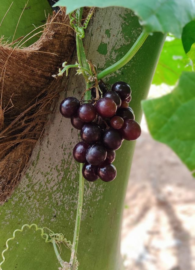 black grapes