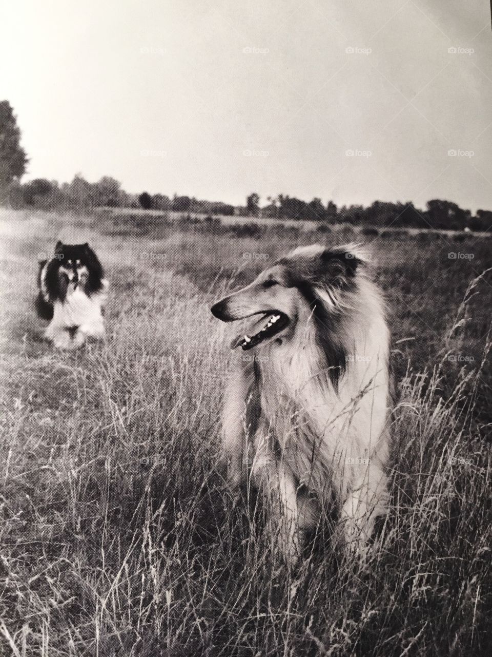 Smiling dogs 