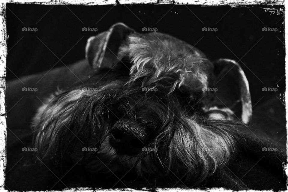 Dog asleep on black couch after long day playing outside.