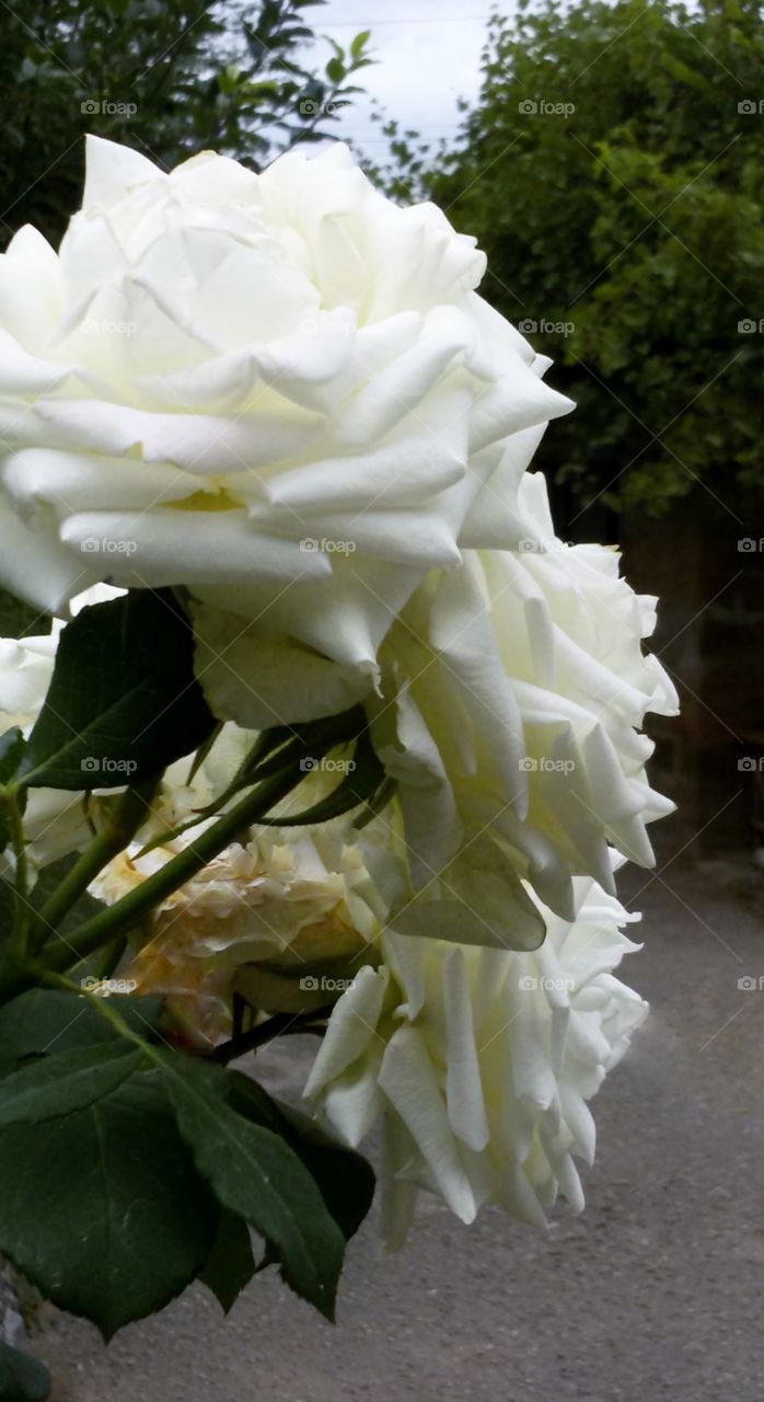 White roses