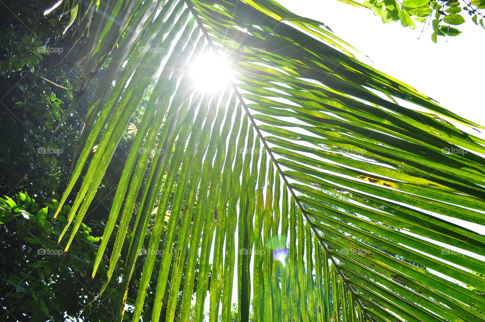 The morning sunrise brightly among the coconut leaves