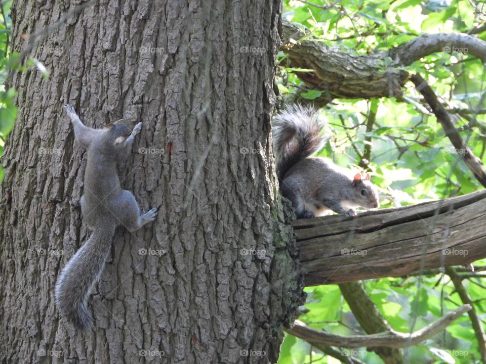 A pair of squirrels on a tree