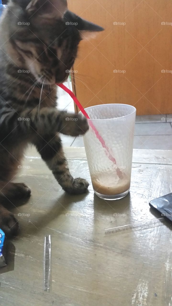 cat coffe time