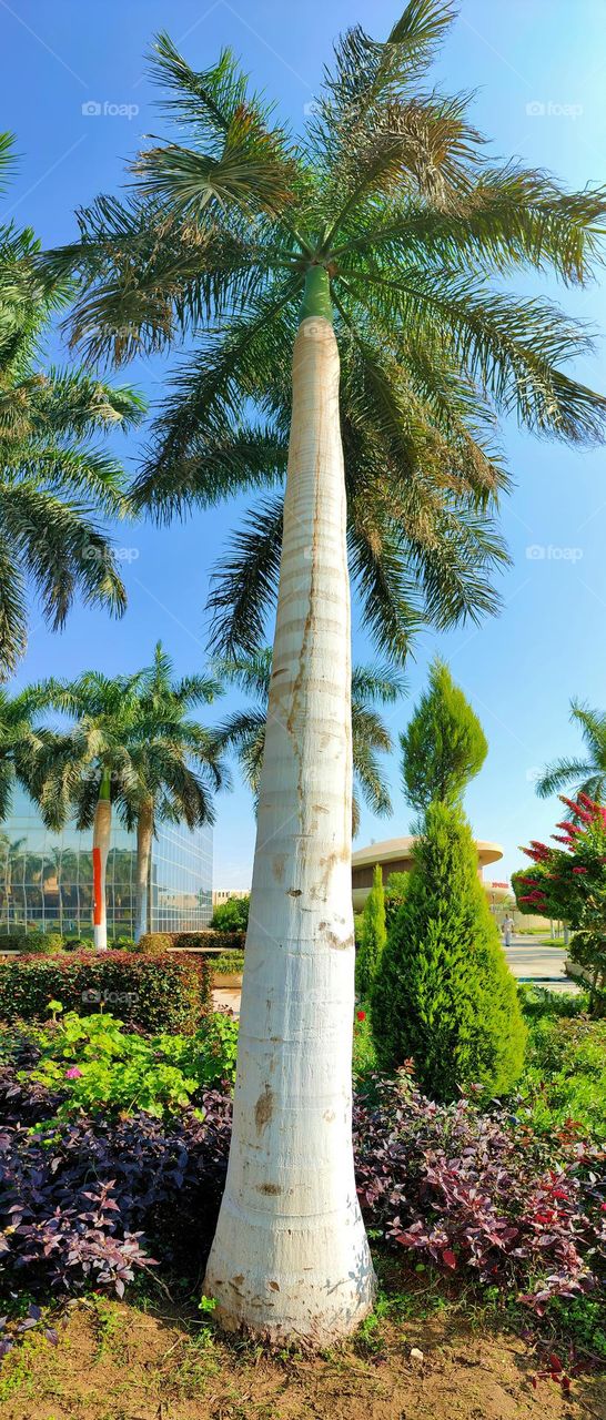 tall palm