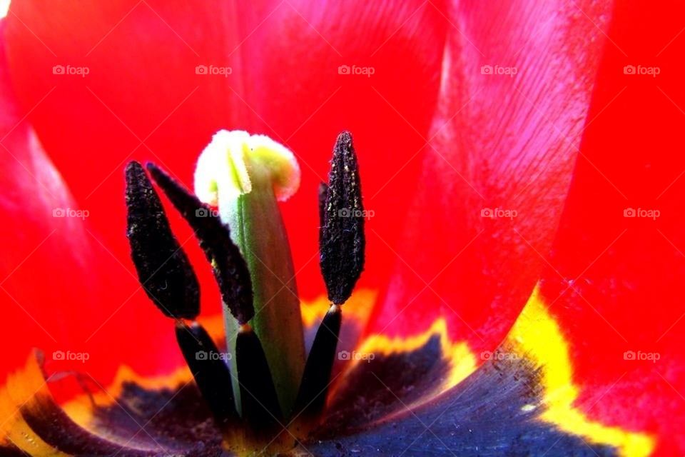 Beauty on the Inside