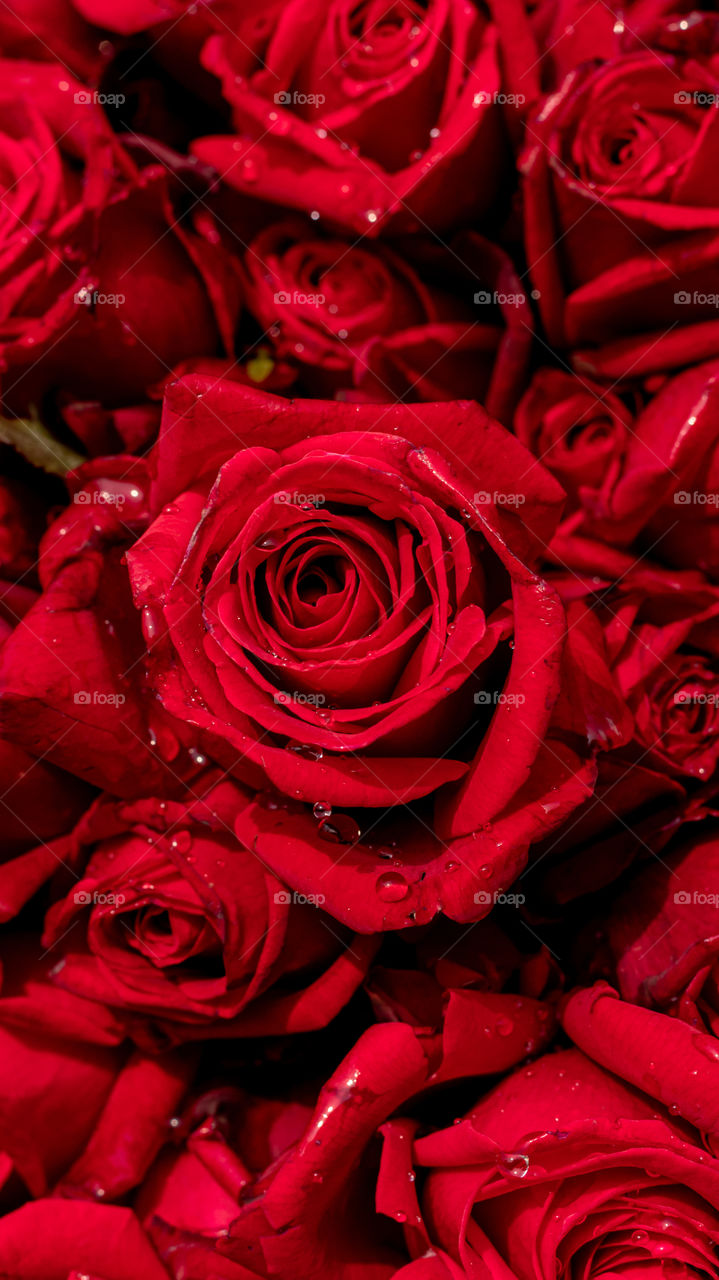 A bunch of beautiful red roses