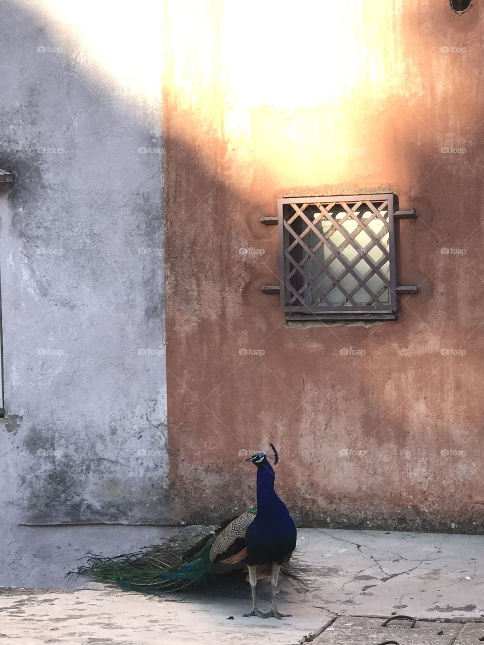When we spread our wings to their fullest, true beauty is revealed. This picture was taken at the castle in Lisbon. Seems to be the home to this beautiful peacock who wasn’t shy about showing off!