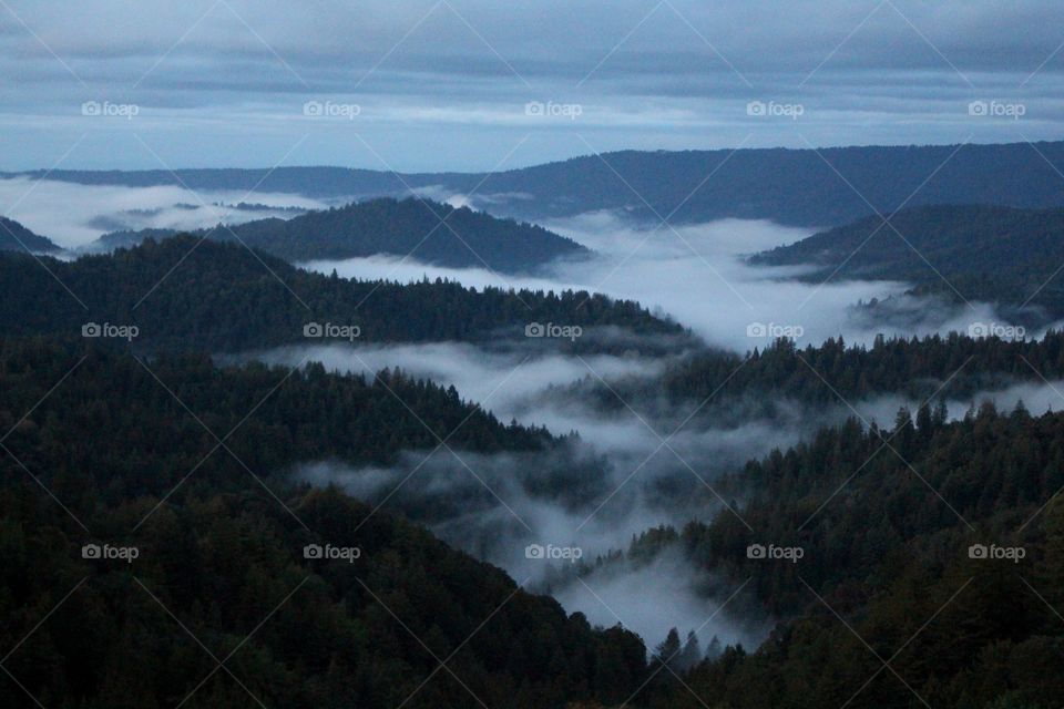 Coastal fog in the Santa Cruz mountains