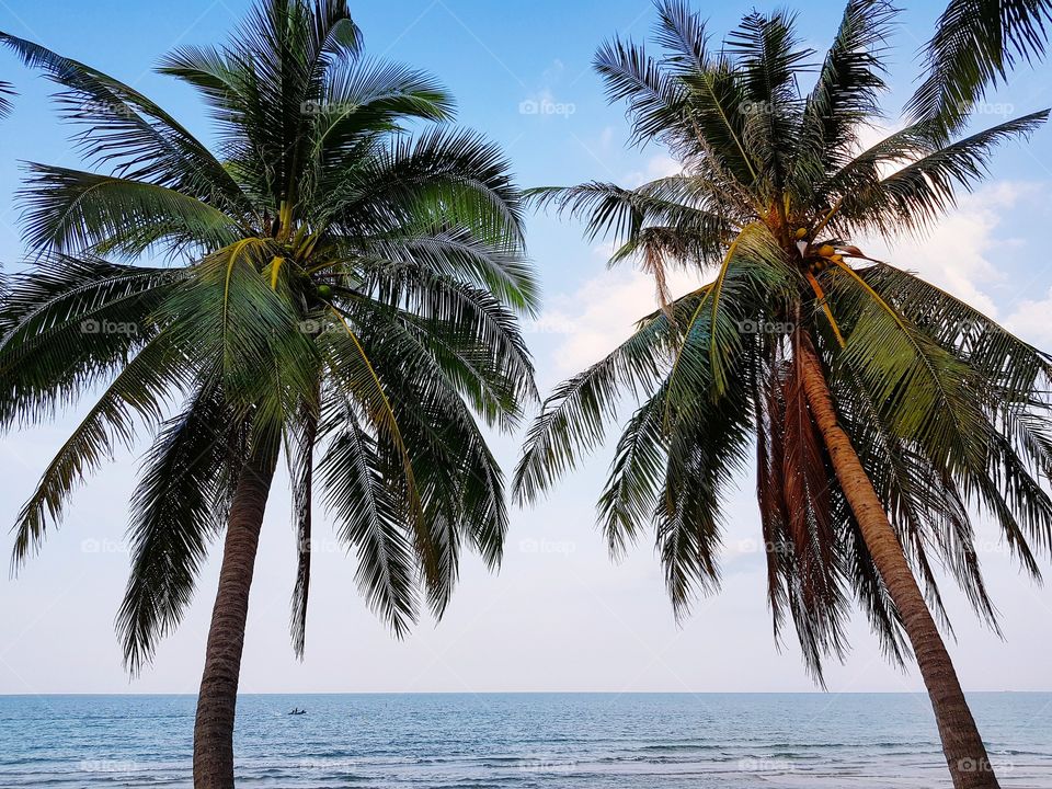 Coconut trees standing at paradise beach